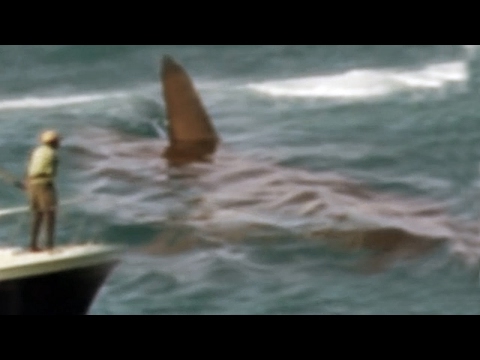 Global Warming, Climate Change – Megalodon Shark Caught on Tape, UFO’s, and Bigfoot – This Year