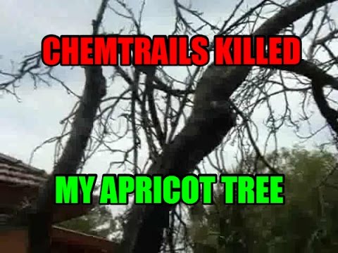 Chemtrails Kill My Flourishing Apricot Tree