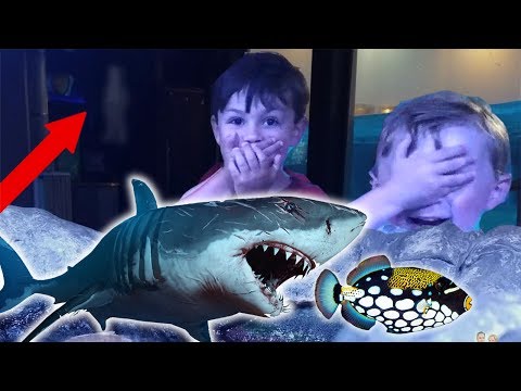 Ghost Spotted at Haunted Aquarium!!! Scary Paranormal Ghost