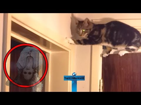 Top 10 Scary Ghost Sightings By Pets Caught on Tape – Real Paranormal Animals