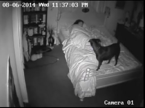 Paranormal Activity CCTV Ghost Footage  Bossy the Psychic Dog
