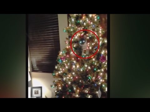Poltergeist meets new year  Top 5 Paranormal Christmas Caught on Camera