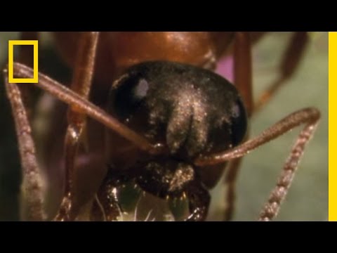 Parasitic Mind Control | National Geographic