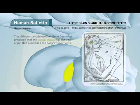 Science Bulletins: Little Brain Gland Has Big-Time Effect