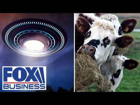 Mutilated cow deaths spark UFO fears in Texas