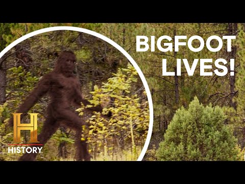 4 UNBELIEVABLE BIGFOOT SIGHTINGS! | The Proof Is Out There