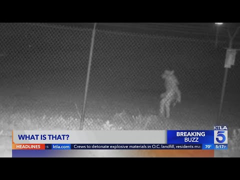 Mystery "Wolfman" Creature Caught On Camera Outside Amarillo Zoo ...