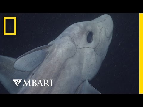 Ghost Shark Caught on Camera for the First Time | National Geographic